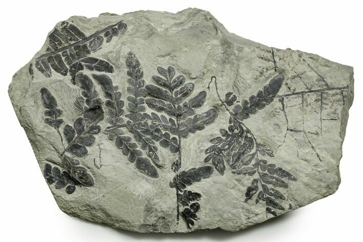 Carboniferous Fossil Fern (Odontopteris) Plate - France #377534